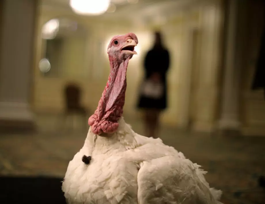 Заради птичи грип във Великобритания унищожават 10 000 пуйки 