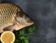 ШАРАН за Никулден с кисело зеле и ориз