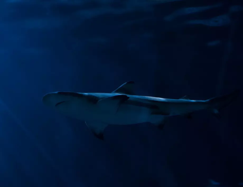Сърфист се измъкнал с рани от „целувката“ на голяма бяла акула 