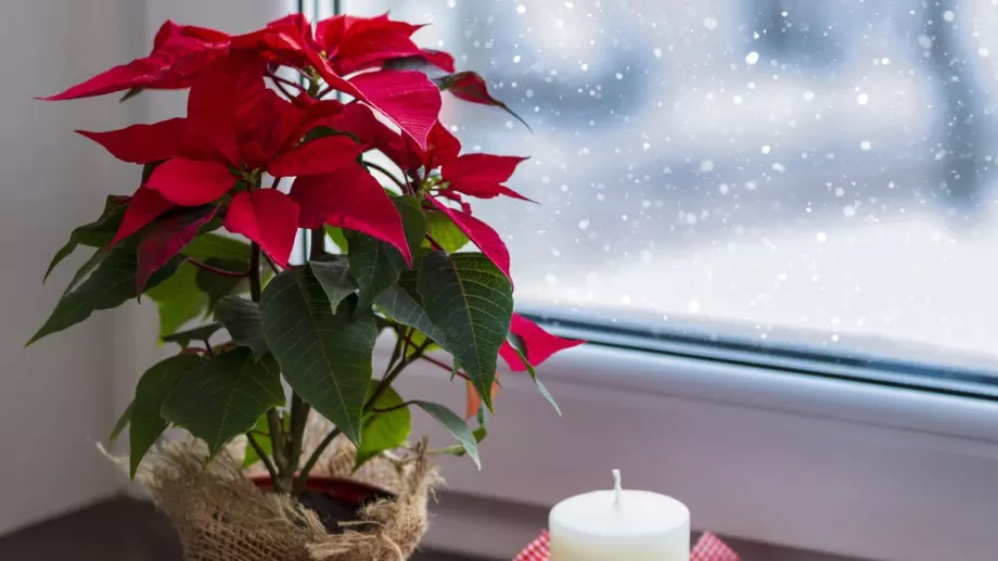 Стайните растения, от които незабавно трябва да се отървете