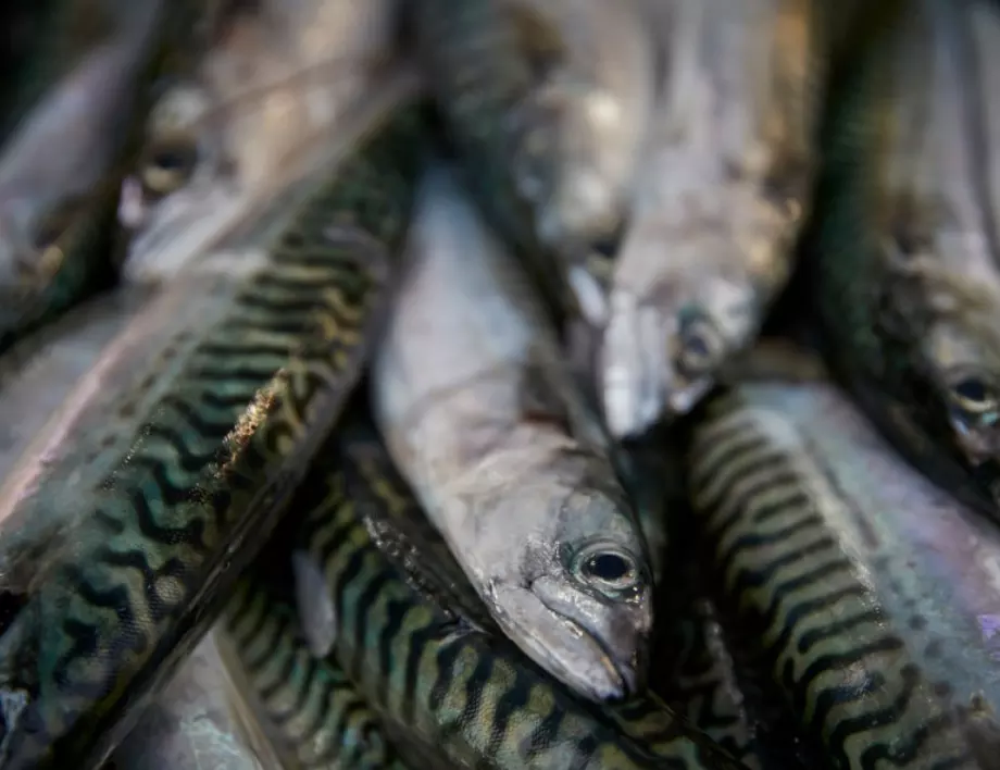 Ядете ли тези видове риба? Внимавайте, те са вредни за здравето