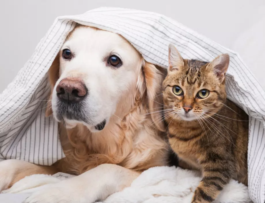 Учени сравнили умствените способности на кучетата и котките