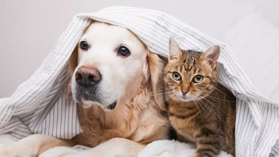 Какви хора сте според това дали предпочитате котка или куче