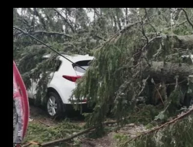 Пет коли затиснати от дърво в Пампорово