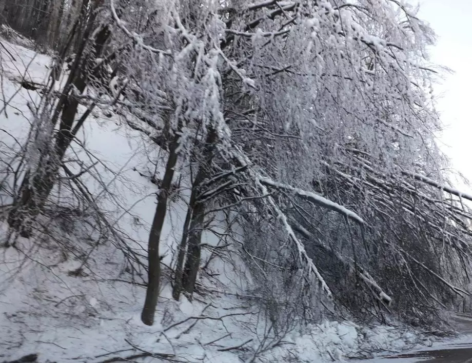 Разчистват падналите дървета на пътя Черноочене – Асеновград и Ардино