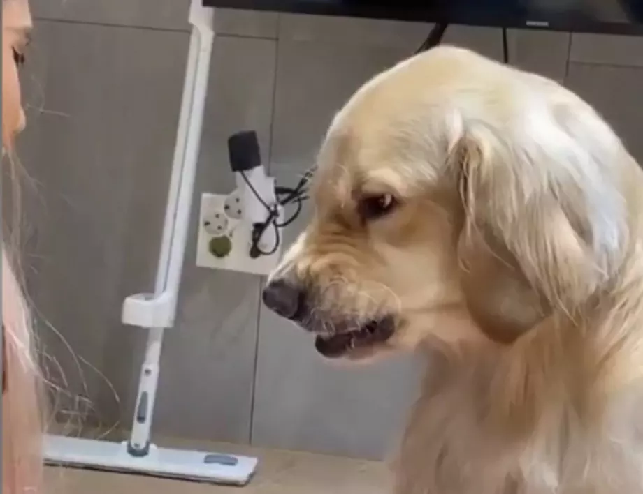 Ядосано от новата си прическа куче удиви мрежата (ВИДЕО)