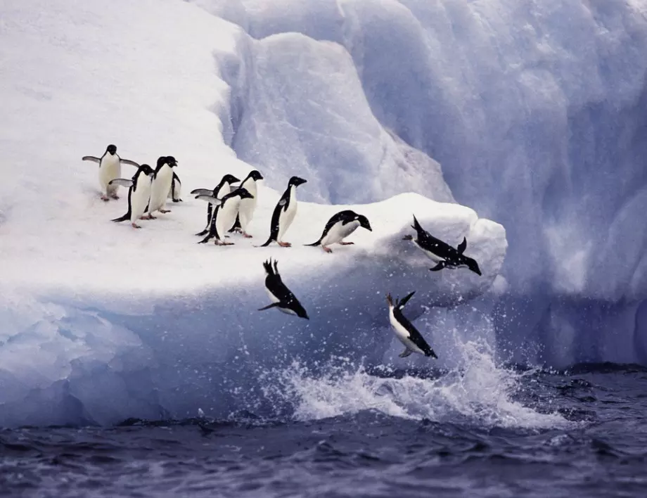 Вкаменелости на нов вид гигантски пингвини откриха в Нова Зеландия 