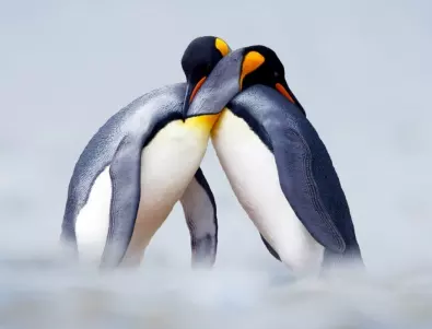 Експерти призовават да има защитени зони заради случаи на птичи грип в Антарктида
