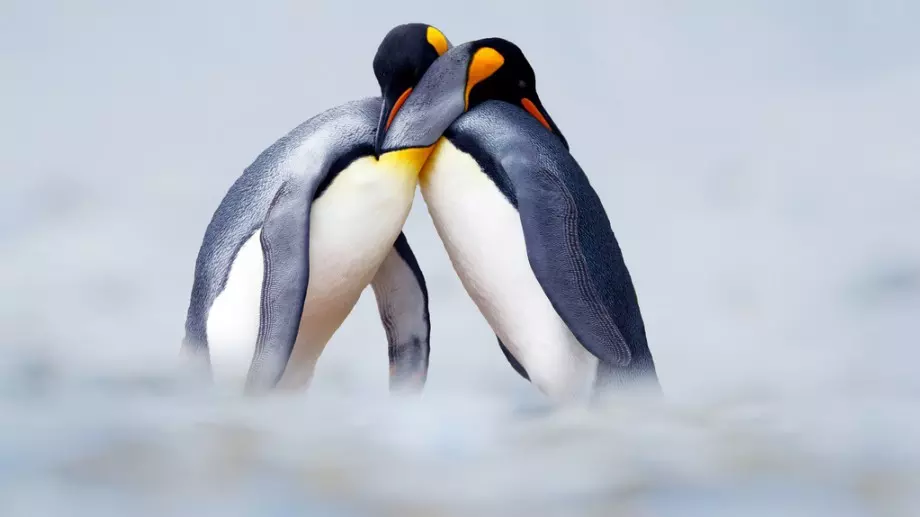 Експерти призовават да има защитени зони заради случаи на птичи грип в Антарктида