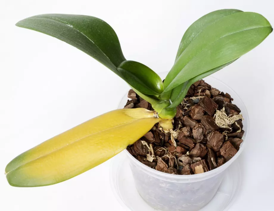 Ако искате да спасите УМИРАЩА орхидея, незабавно направете това (ВИДЕО)