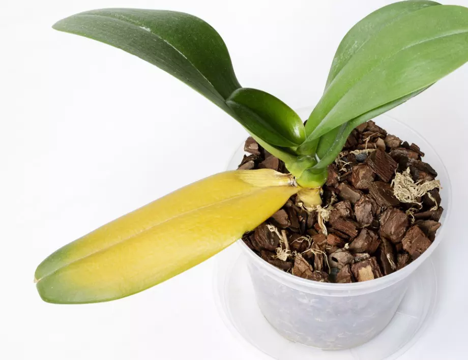 Рецептата за тор, който ще вдъхне нов живот на орхидеята ви