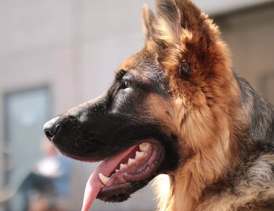 Полицейските кучета в Латинска Америка се включиха в борбата срещу COVID 