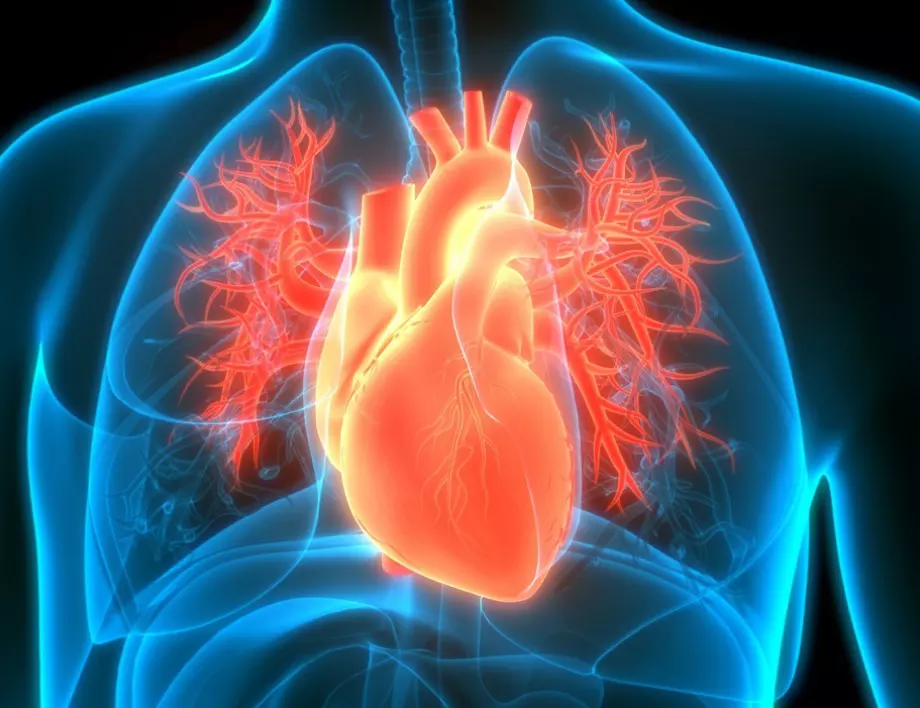 Искате здраво сърце? Пийте това! 