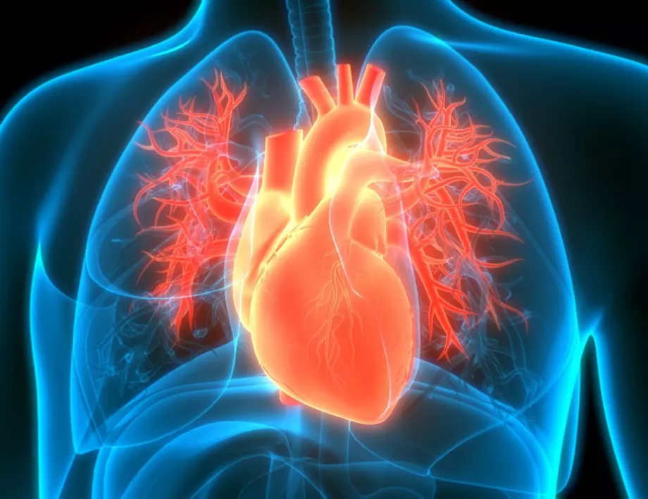 Лекар каза какво да правим, за да имаме здраво СЪРЦЕ до дълбока старост