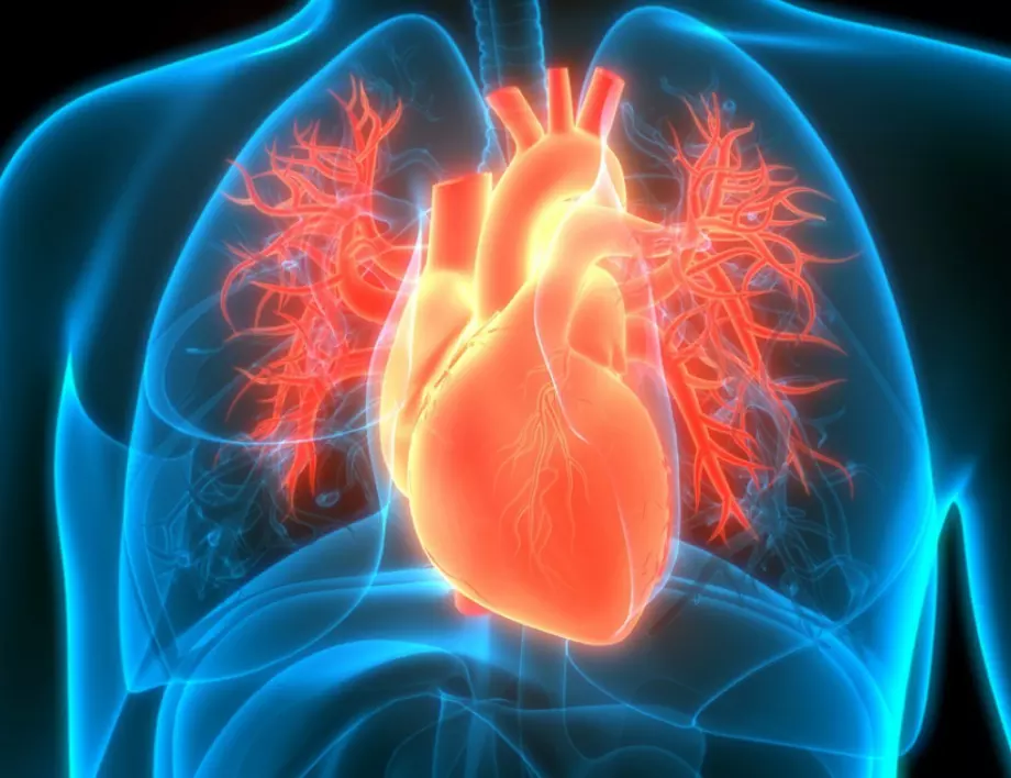 6 неща, които да правим през деня за здраво сърце