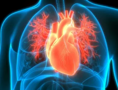 Изненадващо за кръвоносната ви система – НЕ знаехте, че сърцето може да тупти отделно от вас!