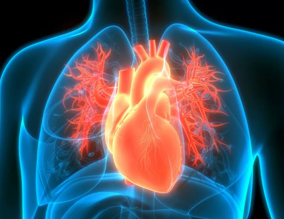 Направете това, ако искате да имате здраво сърце