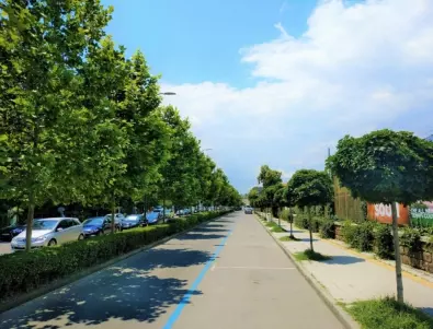 Община Бургас засажда 200 дървета по 4 улици в града
