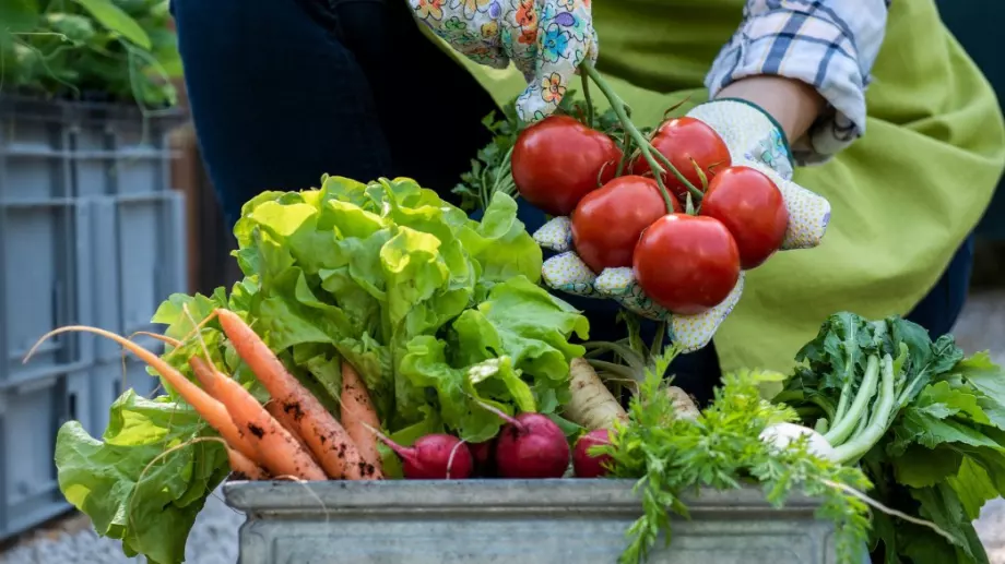 Lidl разработва първия стандарт за биоразнообразие в традиционното земеделие  