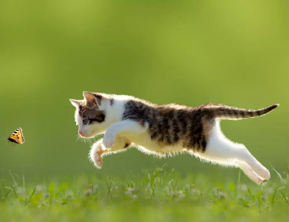 В Русия търсят специалисти по преброяване на котета