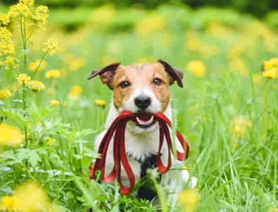 Защо кучетата носят пръчки от разходка: Пет обяснения за странния навик