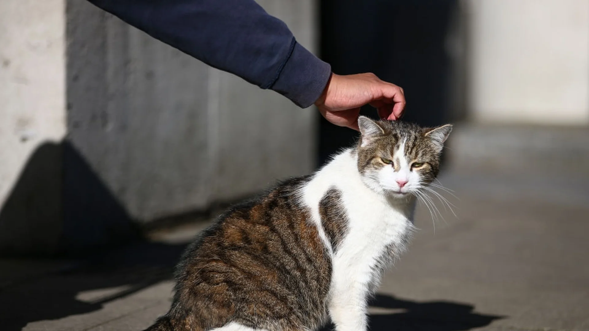 Британски депутат поиска всички котки да са със звънчета: Ето защо