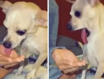 Реакцията на куче към газирана напитка стана хит в мрежата (ВИДЕО)