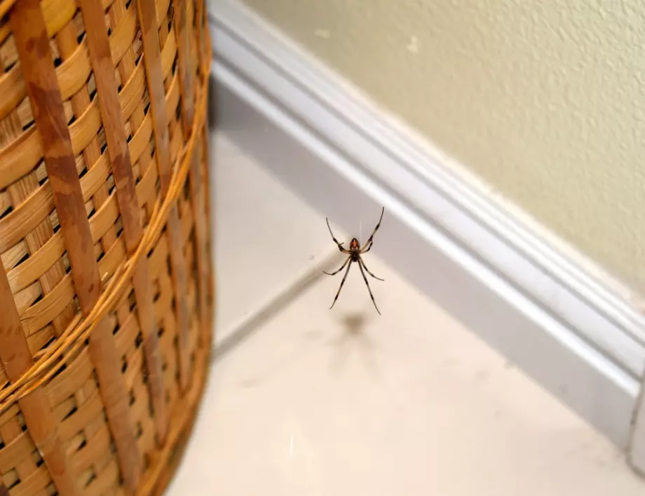 Ето защо НИКОГА не трябва да убивате паяците у дома
