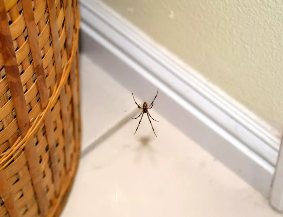 Видите ли паяк в къщата си, НИКОГА не го убивайте
