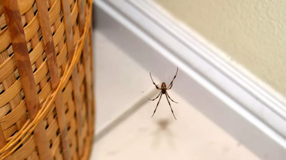 Жена навлажни малко тютюн и го разпръсна вкъщи, резултатът я шокира