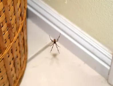 Експерт: Никога не убивайте паяк в дома си - ето защо