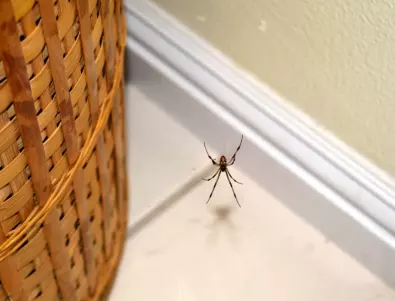 Опитните домакини разкриха как гонят паяците от вкъщи