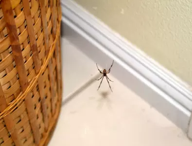 Знаете ли колко крака има паякът