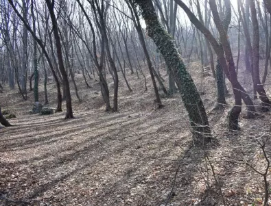 Разследване: Кметът на Белоградчик дал 1.5 млн. лв. за залесяване, на мястото няма нито едно дърво