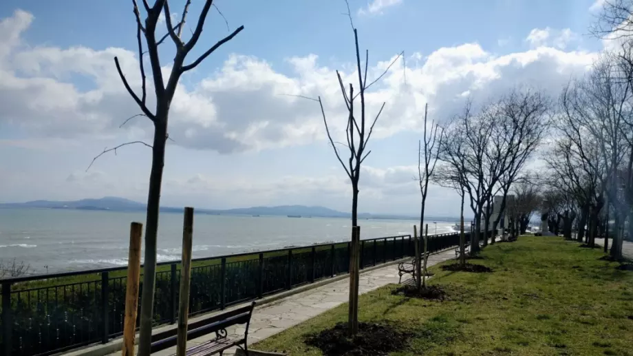 Засадиха младите липи и десетина кедърчета в морската градина 