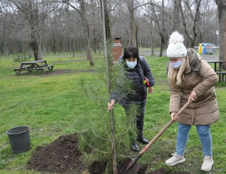 Социални работници в Бургас засадиха иглолистни дръвчета в парк "Минерални бани" (СНИМКИ)