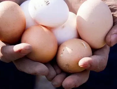 100% от кулинарните продукти на Nestlé в Европа вече се произвеждат с яйца от подово отглеждани птици