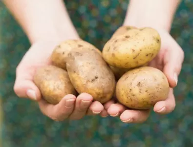 Как да отглеждате картофи? Супер идея за добра реколта