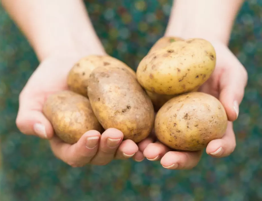 Нов метод за отглеждане на огромни количества картофи у дома