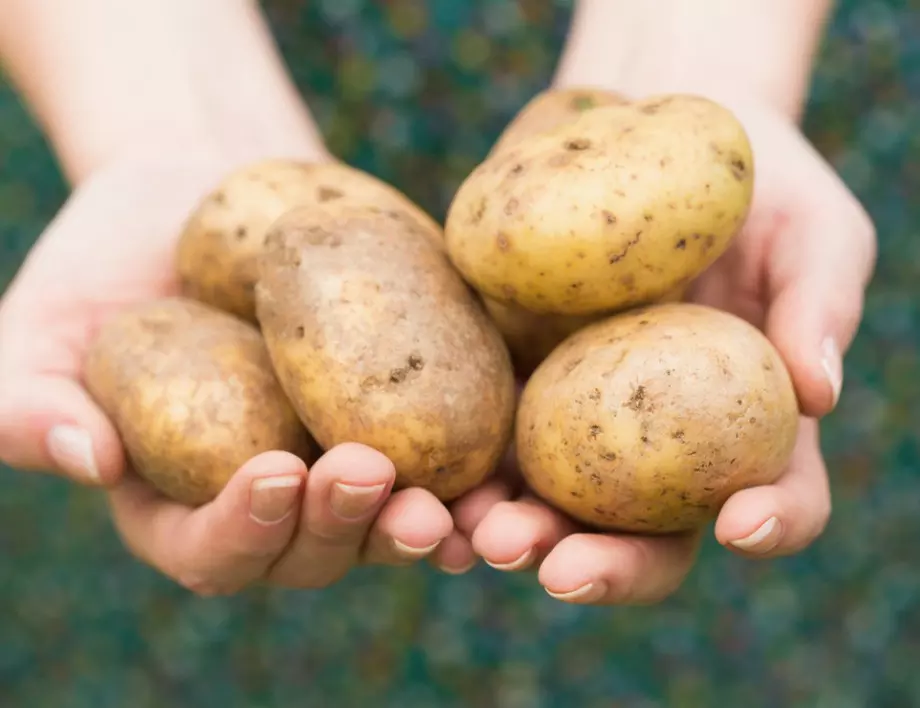 Ако направите ТОВА, реколтата от картофи ще се УТРОИ 