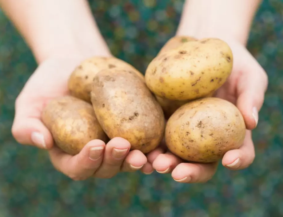 Ето как да си отгледате огромна реколта от картофи на терасата