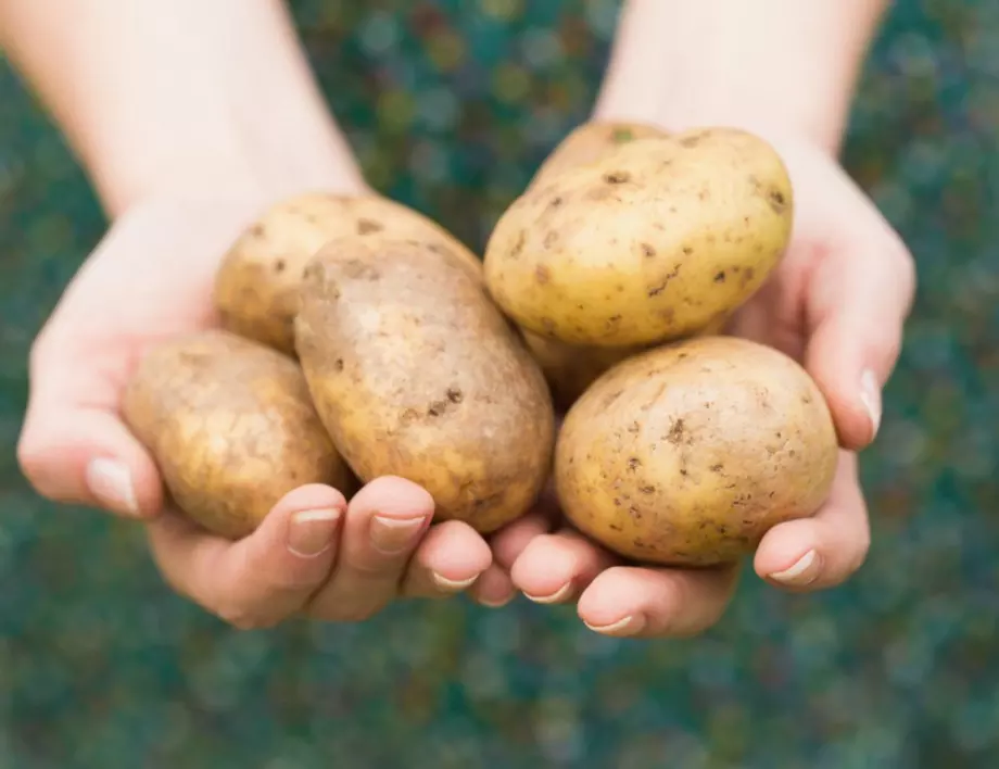 Ето как да си гледате картофи, дори да нямате градина!