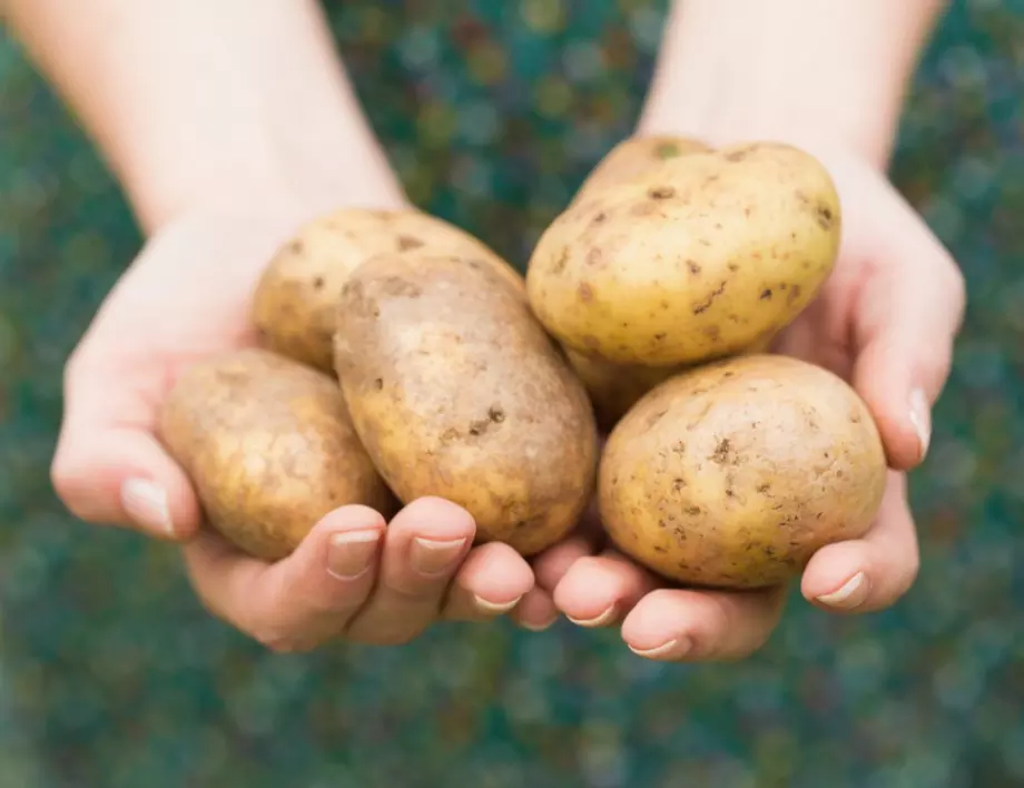 Ранни картофи: Как да го постигнете?