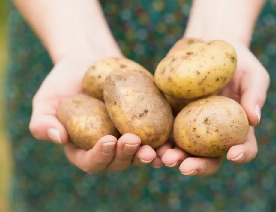 Защо не трябва да изхвърляте покълналите картофи