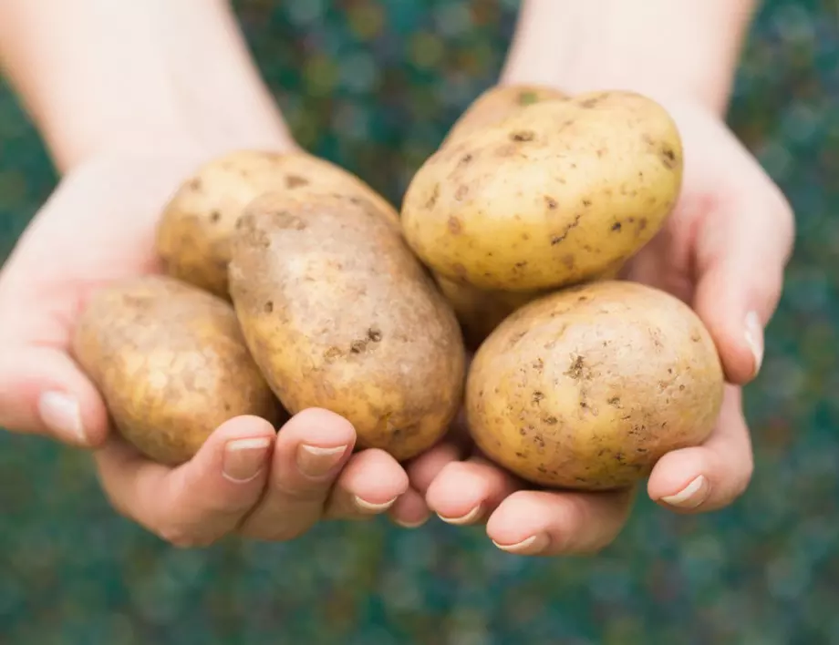 НЕ поливайте картофите в този момент, за да не съсипете реколтата им