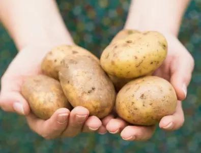 Ще имате по-добра реколта от картофи, ако засеете ТЕЗИ растения наблизо