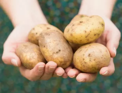 Защо хората чупят стъблата на картофите? Ето какво трябва да знаете
