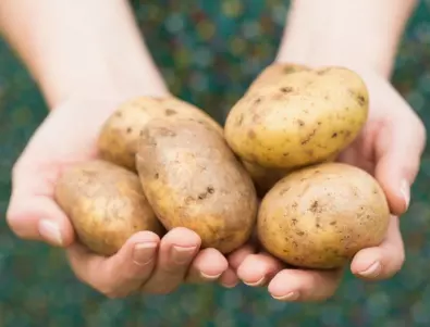 Как да отглеждаме картофи в кофа и да приберем огромна реколта?