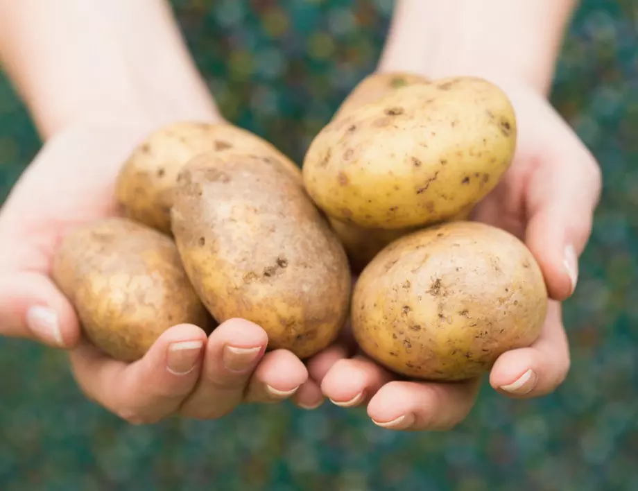 След прибиране на картофите - ето какво е най-добре да засадите на тяхно място