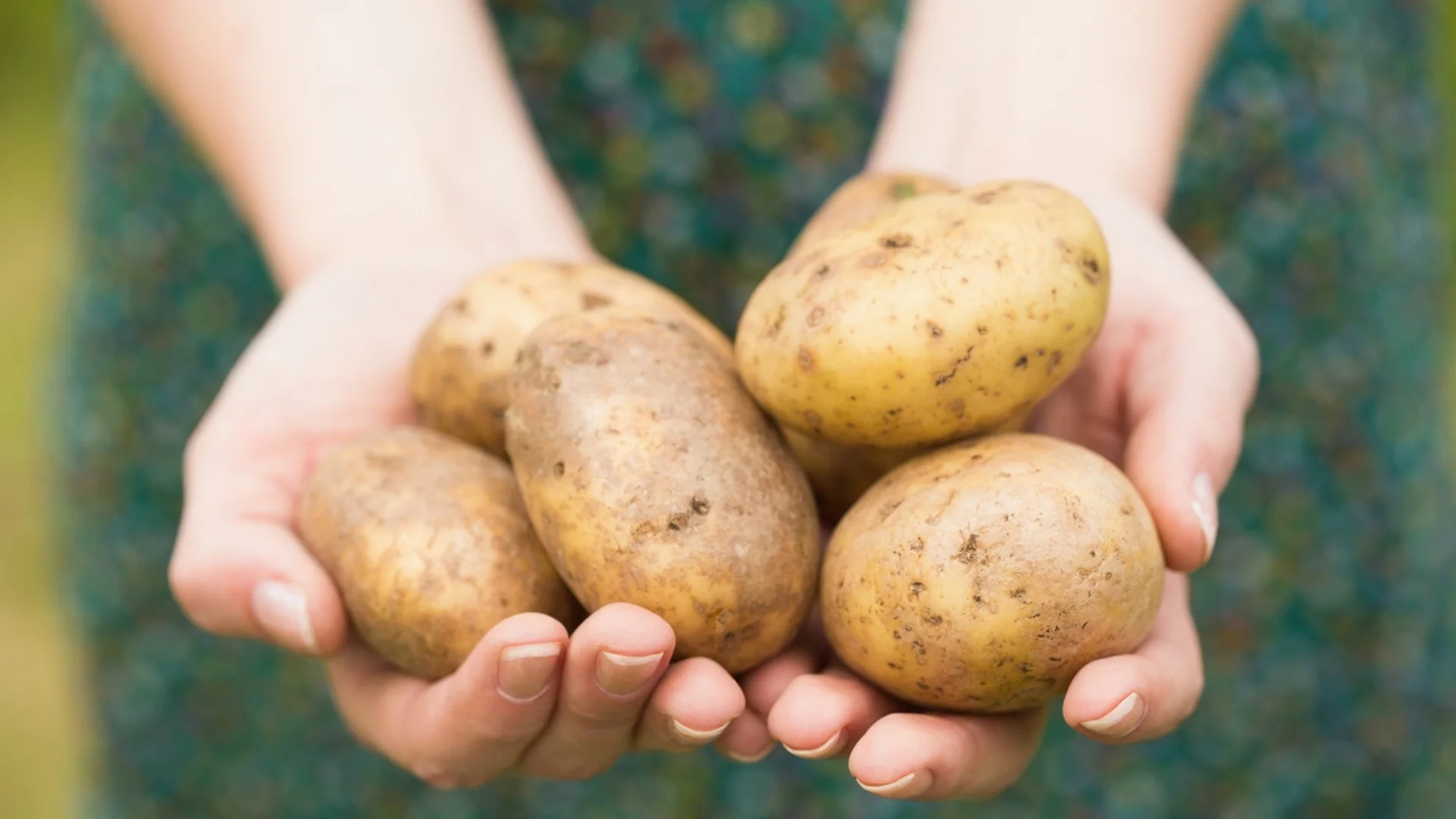 Кори от картофи - ето как се използват като тор в градината